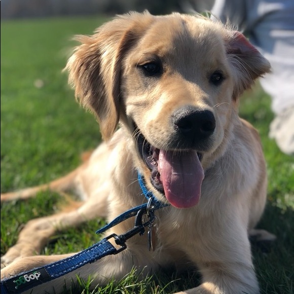 Meet your Posher, Olivia - Picture 2 of 2